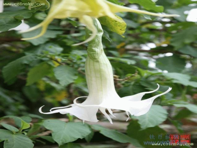 道法自然老弟提出了如题:卢比背面的花草纹饰是什么植物?有此方面的记载资料吗? 现在把我个人了解有关资料介绍如下,我在一本介绍印度卢比的书籍里看到过详细的介绍,卢比背面的花草纹饰是曼陀罗花。 曼陀罗花中文名:曼陀罗 学名:Dature Stramonium Datura L. 梵文原名:ma^nda^rava;manda^raka 别名:枫茄花、狗核桃、万桃花、洋金花、野麻子、醉心花、闹羊花。 科属:茄科曼陀罗属,一年生草本植物。 曼陀罗花-文化底蕴 曼陀罗又叫洋金花、大喇叭花、山茄子等,多野生在田间